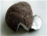 Poria Cocos Extract